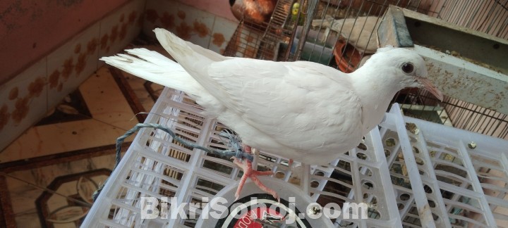 Austrilian white Dove